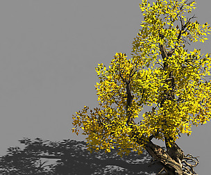 Populus euphratica-poplar-special tree 37