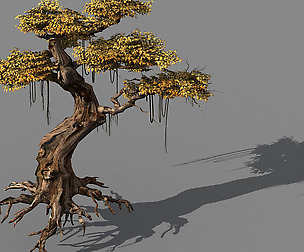 Populus euphratica-poplar-special tree 38