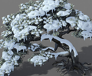 Populus euphratica-poplar-special tree 210