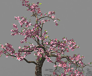 Outdoor-Nature-Travel-Peach Blossom 12