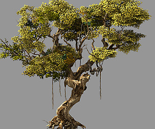 Huaguoshan-tree 01
