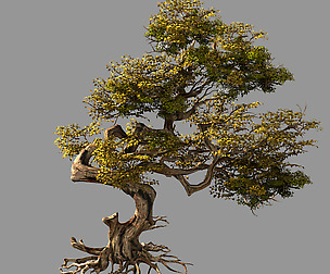 Huaguoshan-tree 03