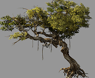 Flower and Fruit Mountain-Tree 04