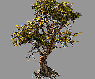Flower and Fruit Mountain-Tree 05