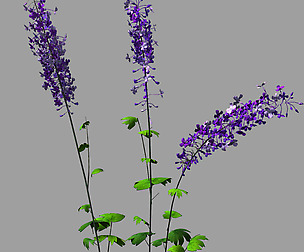 Flower-plant-special 32