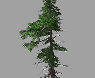Landscape-Season-Pine Tree 01