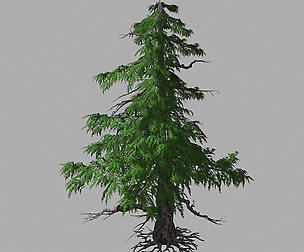 Landscape-Season-Pine Tree 02