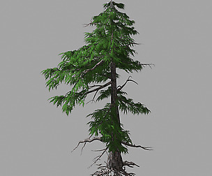 Landscape-Season-Pine Tree 03
