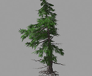 Landscape-Season-Pine Tree 04