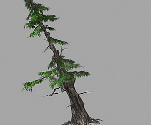Landscape-Season-Pine Tree 05