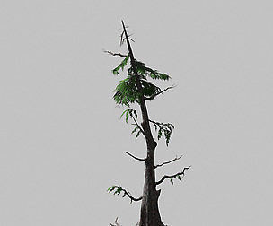 Landscape-season-pine 06