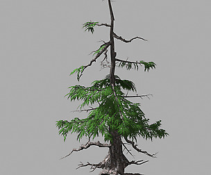 Landscape-Season-Pine Tree 07
