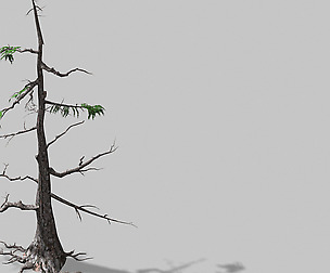 Landscape-Season-Pine Tree 08