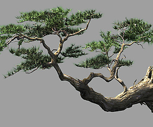 Landscape-Season-Pine Tree 09