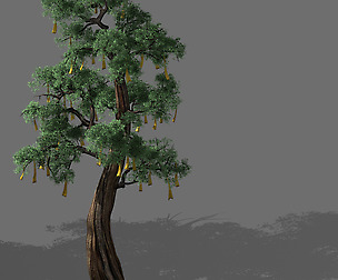 Temple of Confucius-Cypress-Wishing Tree 10