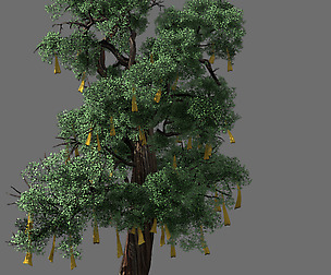 Temple of Confucius-Cypress-Wishing Tree 14