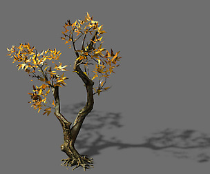 Temple of Confucius-Maple 37