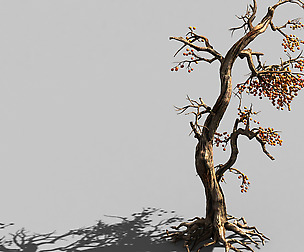 Temple of Confucius-Dead Tree 11