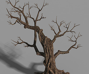 Temple of Confucius-Dead Tree 12