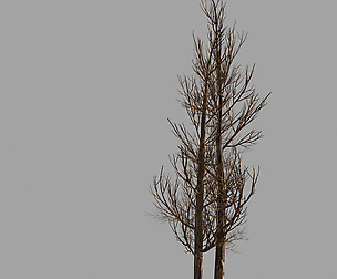 Temple of Confucius-Dead Tree 14