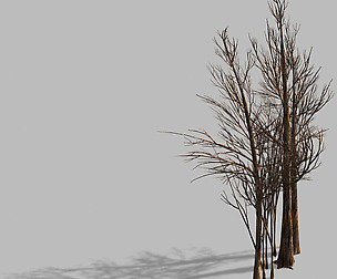 Temple of Confucius-Dead Tree 16