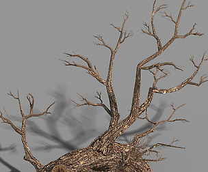 Temple of Confucius-Dead Tree 17