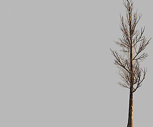Temple of Confucius-Dead Tree 18