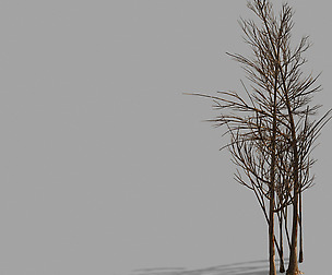 Temple of Confucius-Dead Tree 20