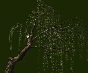Willow-Plant 12