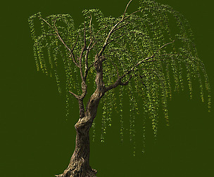 Willow-Plant 13
