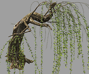 Willow-Plant 14