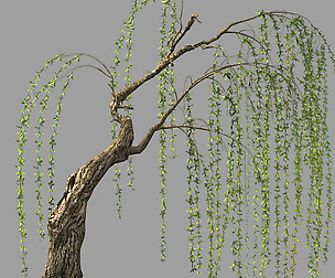 Willow-Plant 15