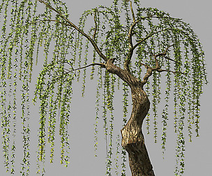 Willow-Plant 16