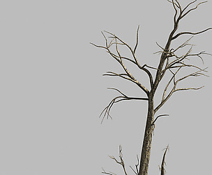 Roadside-Dead Tree 01