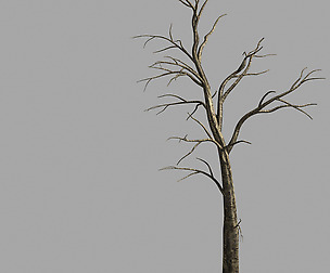 Roadside-Dead Tree 02