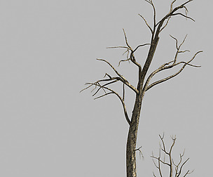 Roadside-Dead Tree 03