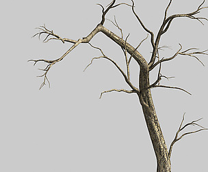 Roadside-Dead Tree 04