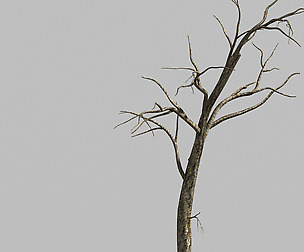 Roadside-Dead Tree 05