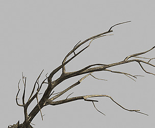 Roadside-Dead Tree 06