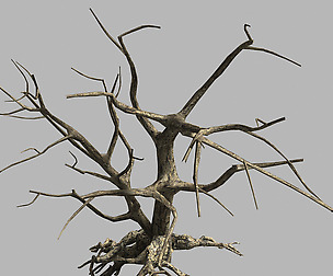 Roadside-Dead Tree 07