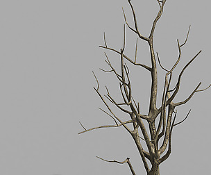 Roadside-Dead Tree 08