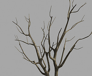 Roadside-Dead Tree 09