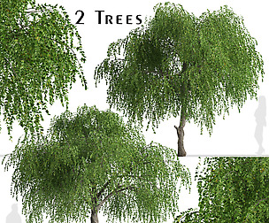 Set of Chinese Elm Trees (Ulmus parvifolia)