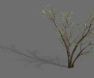 Green Plants-Landscape-Small Tree 60