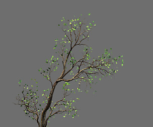 Green Plants-Landscape-Small Tree 62