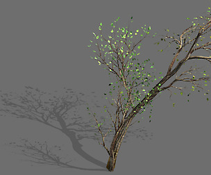 Green Plants-Landscape-Small Tree 63