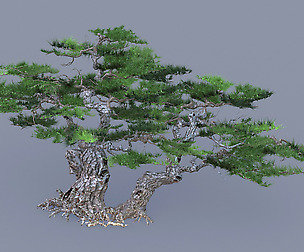 Mount Putuo-Pine 1