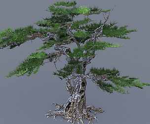 Mount Putuo-Pine 11