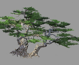 Putuo Mountain-Pine Tree 13