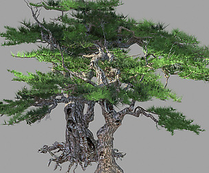Mount Putuo-Pine 16